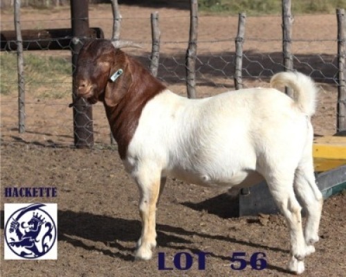 LOT 56 1 X BOERGOAT BUCK Barend Hackette (Per animal to take the lot)
