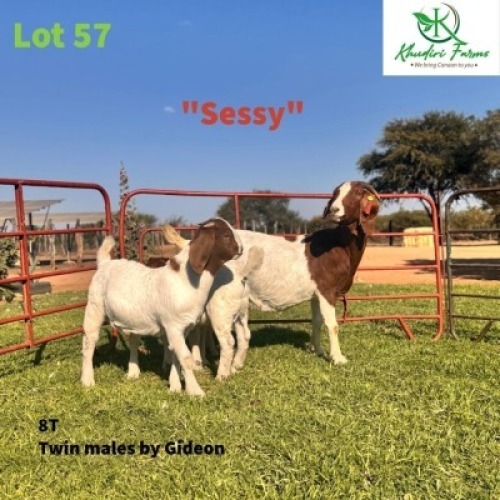 LOT 57 1+2 X BOERGOAT KID & DOE O.Moseki(Khudiri Farms) (Per animal to take the lot)