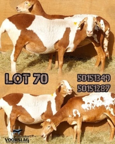 LOT 70 2 X MEATMASTER EWES Voorslag (Per animal to take the lot)