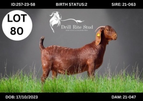 LOT 80 1 X KALAHARI RED DOE Lourens van Niekerk (Per animal to take the lot)