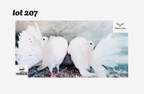 LOT 207 1+1 X ENGLISH FANTAIL M+F Majestic Wings