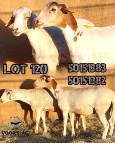 LOT 120 2 X MEATMASTER EWES Voorslag (Per animal to take the lot)