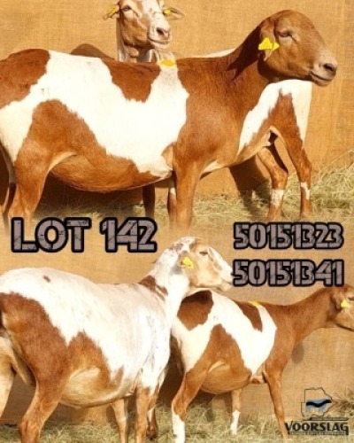LOT 142 2 X MEATMASTER EWES Voorslag (Per animal to take the lot)
