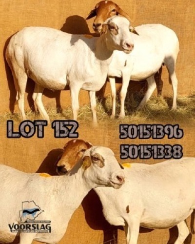 LOT 152 2 X MEATMASTER EWES Voorslag (Per animal to take the lot)