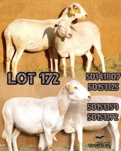 LOT 172 4 X MEATMASTER EWES Voorslag (Per animal to take the lot)