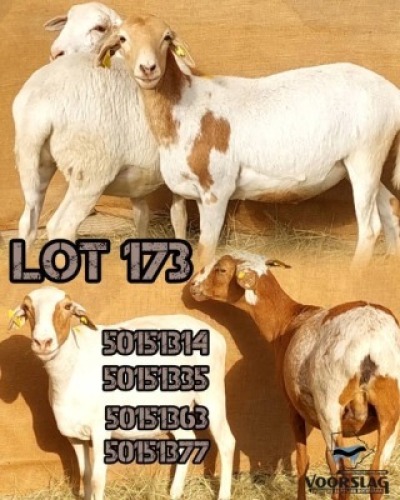 LOT 173 4 X MEATMASTER EWES Voorslag