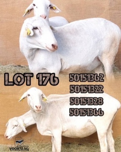 LOT 176 4 X MEATMASTER EWES Voorslag