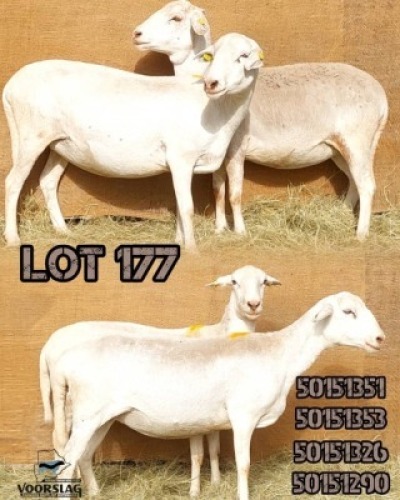 LOT 177 4 X MEATMASTER EWES Voorslag (Per animal to take the lot)