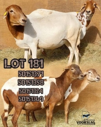 LOT 181 4 X MEATMASTER EWES Voorslag (Per animal to take the lot)