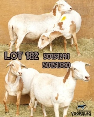 LOT 182 2 X MEATMASTER EWES Voorslag (Per animal to take the lot)