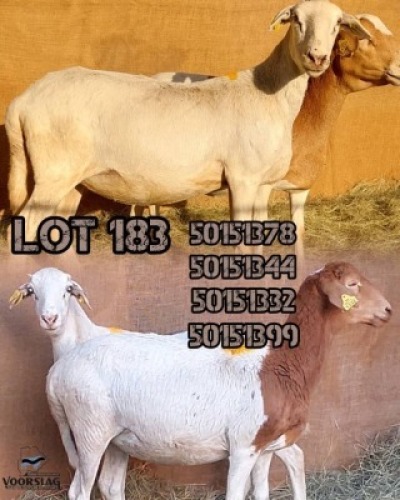 LOT 183 4 X MEATMASTER EWES Voorslag (Per animal to take the lot)
