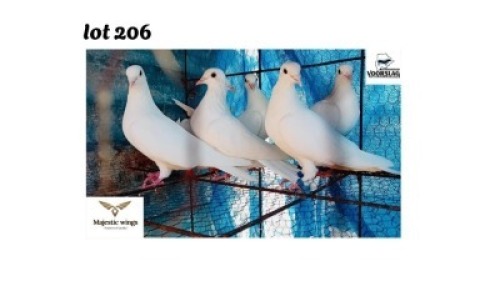 LOT 206 2+2 X PURE WHITE HOMERS M+F Majestic Wings