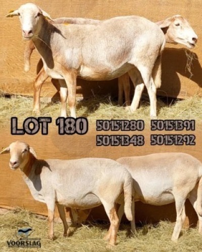 LOT 180 4 X MEATMASTER EWES Voorslag (Per animal to take the lot)