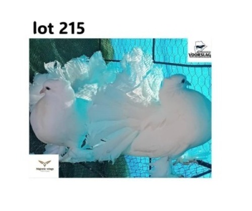 LOT 215 1+1 X GERMAN OWL M+F Majestic Wings