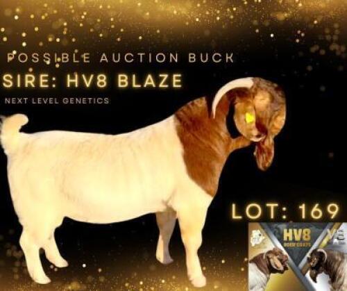LOT 169 1 X BOERGOAT BUCK Hardus Visser HV8 (Per animal to take the lot)