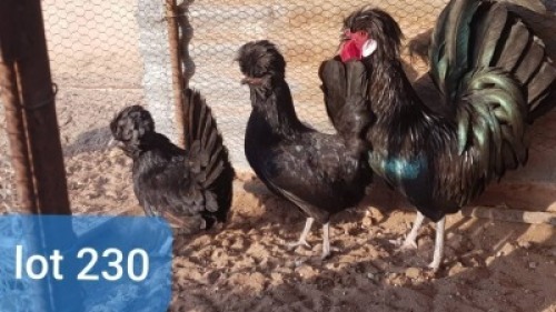 LOT 230 1+2 X POLISH BANTAM COCK & HENS Abrar Mirza (Per animal to take the lot)