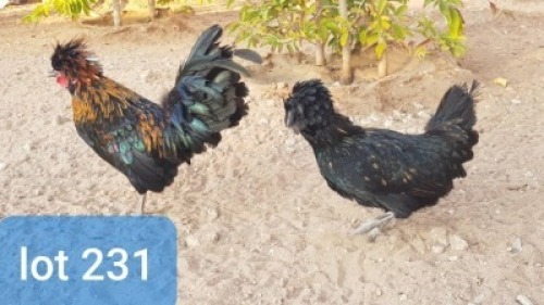 LOT 231 1+1 X POLISH BANTAM COCK & HENS Abrar Mirza (Per animal to take the lot)