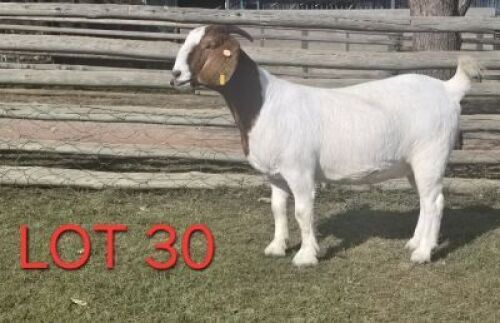 1X BOER GOAT STUD PREGNANT DOE SHONGOLOLO BOERBOK STOET