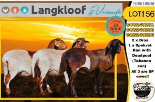 3X MEATMASTER EWE COLLEN BOERDERY (Per animal to take the lot)
