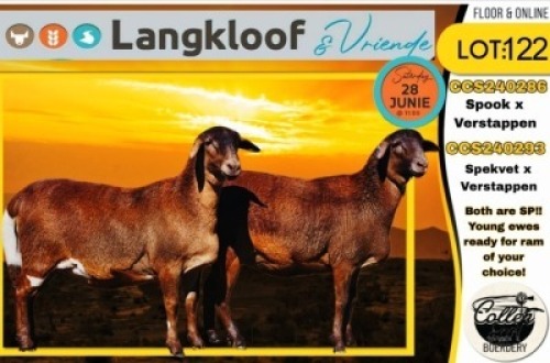2X MEATMASTER EWE COLLEN BOERDERY (Per animal to take the lot)