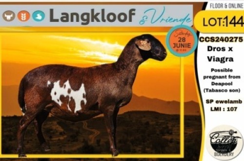 1X MEATMASTER EWE COLLEN BOERDERY