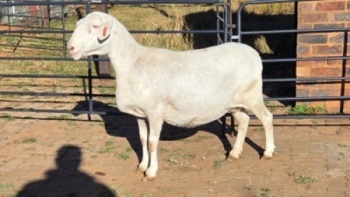 1 X VAN ROOY CROSS EWE LIVESTOCK 88 84 PTY LTD