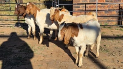 4 X BOER GOAT BUCK DANIE GREEF (Per animal to take the lot)