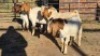 4 X BOER GOAT BUCK DANIE GREEF (Per animal to take the lot)