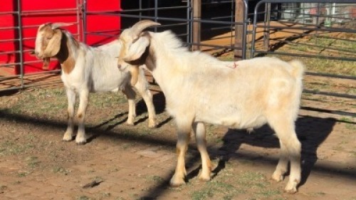 2 X BOER GOAT BUCK DANIE GREEF (Per animal to take the lot)