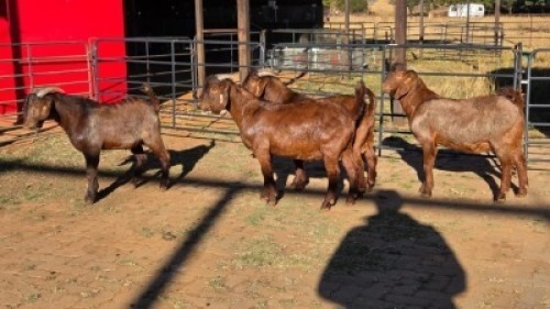 4 X KALAHARI RED BUCK DANIE GREEF (Per animal to take the lot)