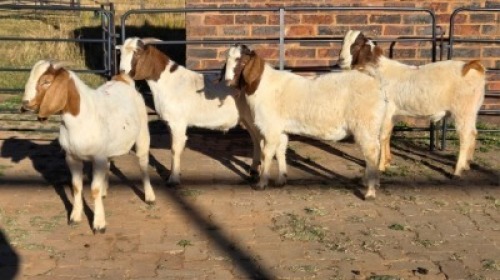 4 X BOER GOAT BUCK DANIE GREEF (Per animal to take the lot)