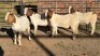 4 X BOER GOAT BUCK DANIE GREEF (Per animal to take the lot)