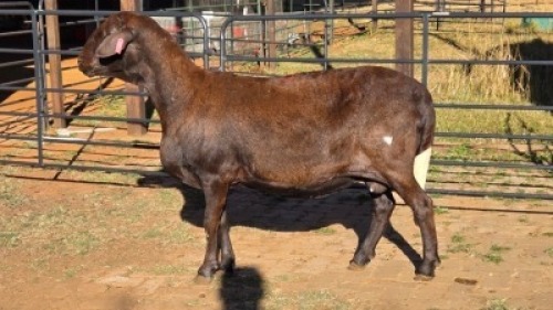 1 X MEATMASTER EWE LIVESTOCK 88 84 PTY LTD