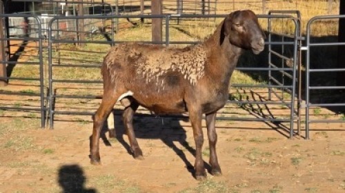 1 X MEATMASTER RAM LIVESTOCK 88 84 PTY LTD