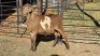 1 X MEATMASTER RAM LIVESTOCK 88 84 PTY LTD
