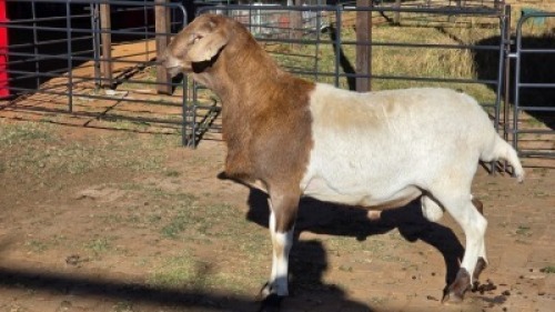 1 X MEATMASTER RAM WILGERBOOM MEATMASTERS