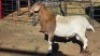 1 X MEATMASTER RAM WILGERBOOM MEATMASTERS