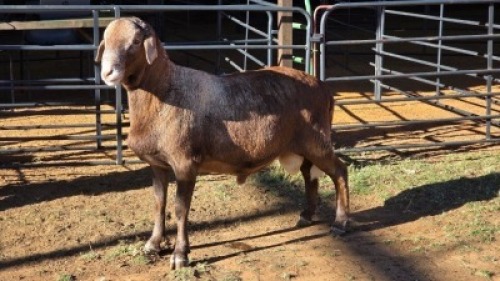 1 X MEATMASTER RAM WILGERBOOM MEATMASTERS