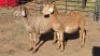 2 X MEATMASTER EWE HELGELEAN WHELAN (Per animal to take the lot)
