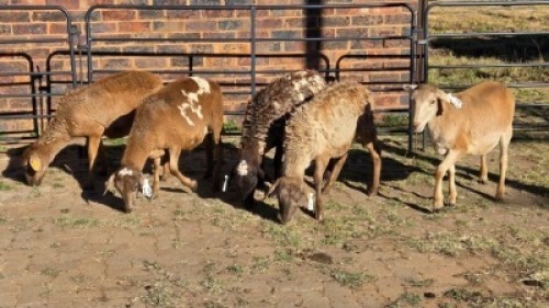 5 X MEATMASTER EWE HELGELEAN WHELAN (Per animal to take the lot)