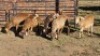 5 X MEATMASTER EWE HELGELEAN WHELAN (Per animal to take the lot)
