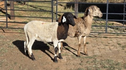 2 X MEATMASTER RAM HELGELEAN WHELAN (Per animal to take the lot)