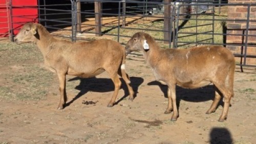 2 X MEATMASTER EWE HELGELEAN WHELAN (Per animal to take the lot)