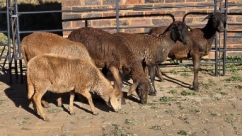5 X MEATMASTER EWE HELGELEAN WHELAN (Per animal to take the lot)