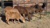 5 X MEATMASTER EWE HELGELEAN WHELAN (Per animal to take the lot)