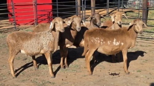 5 X MEATMASTER RAM HELGELEAN WHELAN (Per animal to take the lot)