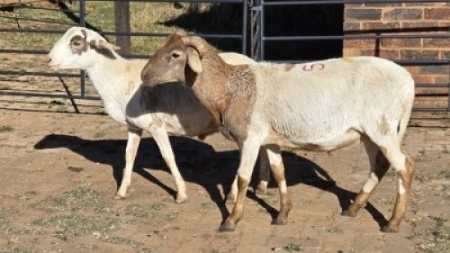 2 X MEATMASTER RAM HELGELEAN WHELAN (Per animal to take the lot)