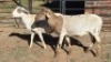 2 X MEATMASTER RAM HELGELEAN WHELAN (Per animal to take the lot)