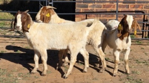 3 X BOER GOAT DOE HELGELEAN WHELAN (Per animal to take the lot)