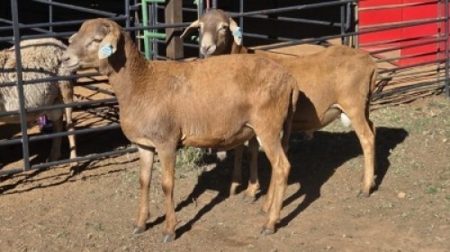 2 X MEATMASTER RAM NC SEBASTIAN (Per animal to take the lot)